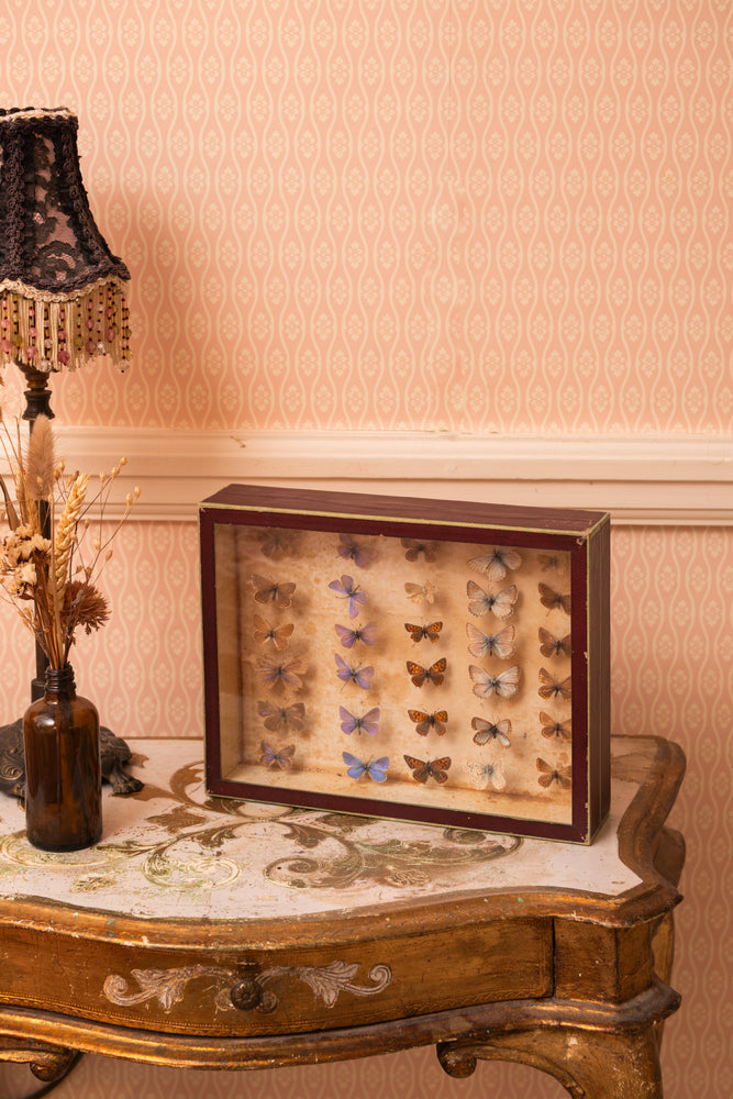 Vintage taxidermy butterflies in a glass box