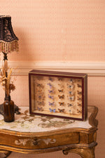 Vintage taxidermy butterflies in a glass box
