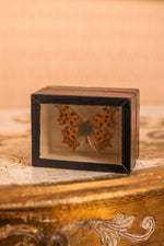 Small Antique taxidermy butterfly in glass box