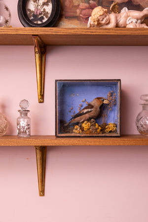 Antique Victorian taxidermy bird in glass box
