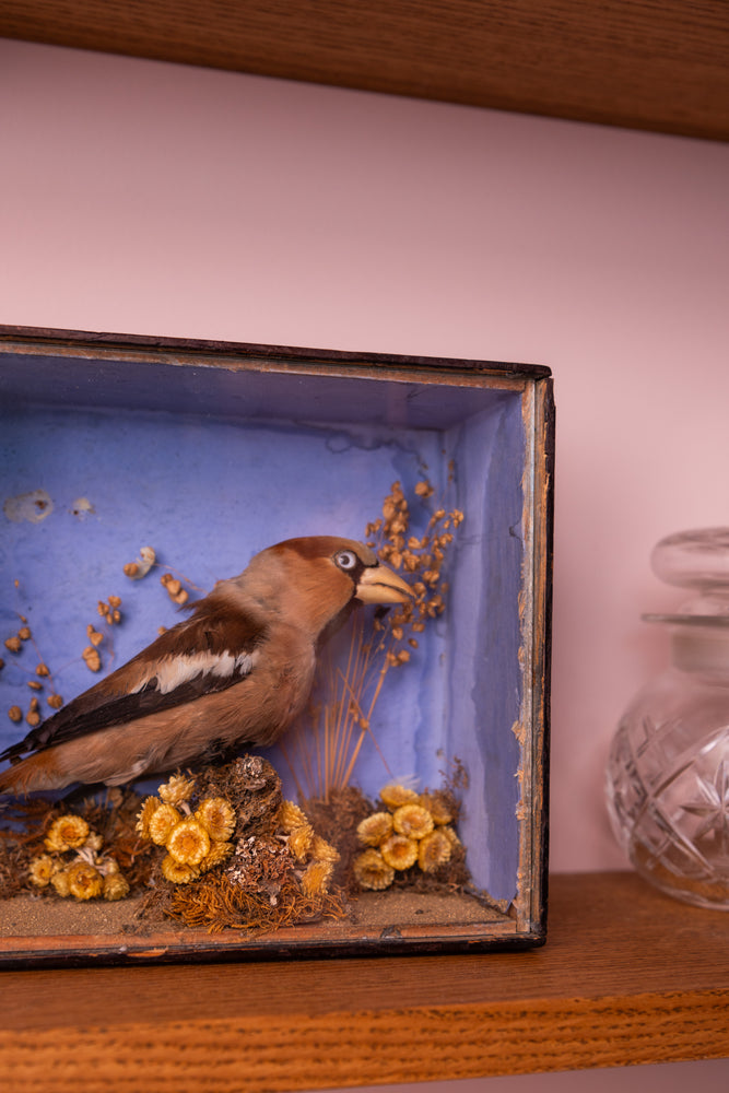 Antique Victorian taxidermy bird in glass box