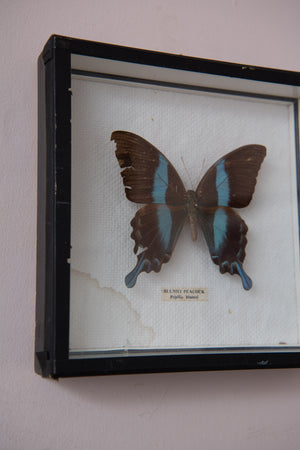 Antique framed butterfly