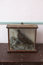 Antique Victorian taxidermy