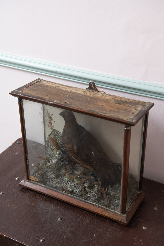 Antique Victorian taxidermy