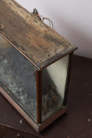 Antique Victorian taxidermy