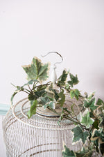 Antique Bird Cage with Ivy Garland